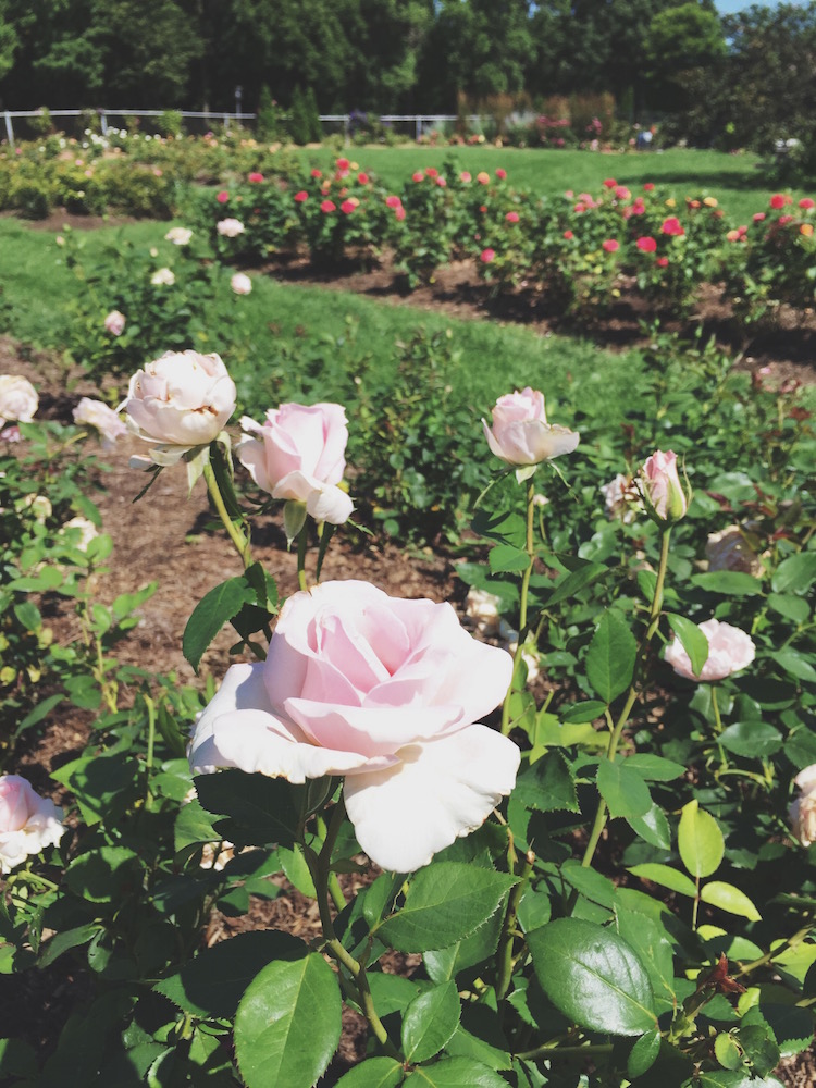 A Picnic at the Lyndale Park Rose Garden