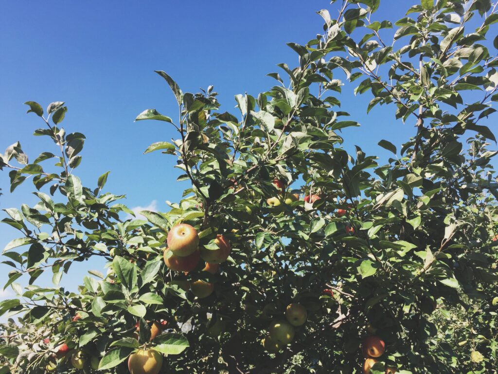 A Visit to Carlson’s Apple Orchard