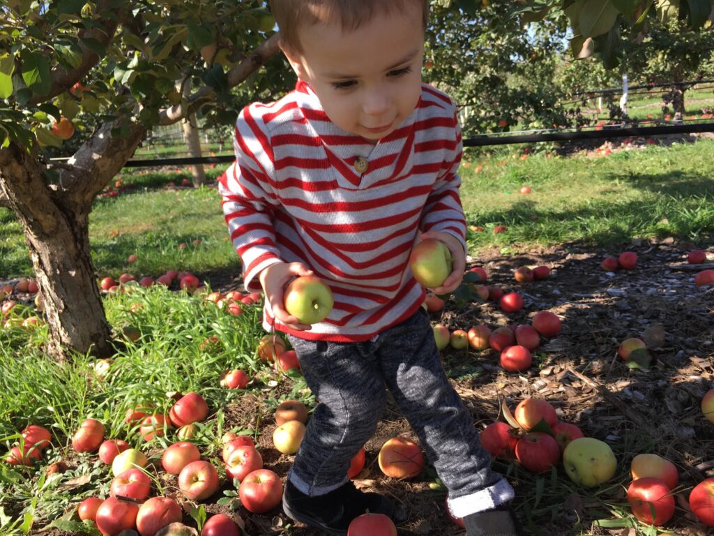 A Trip to the Apple Orchard