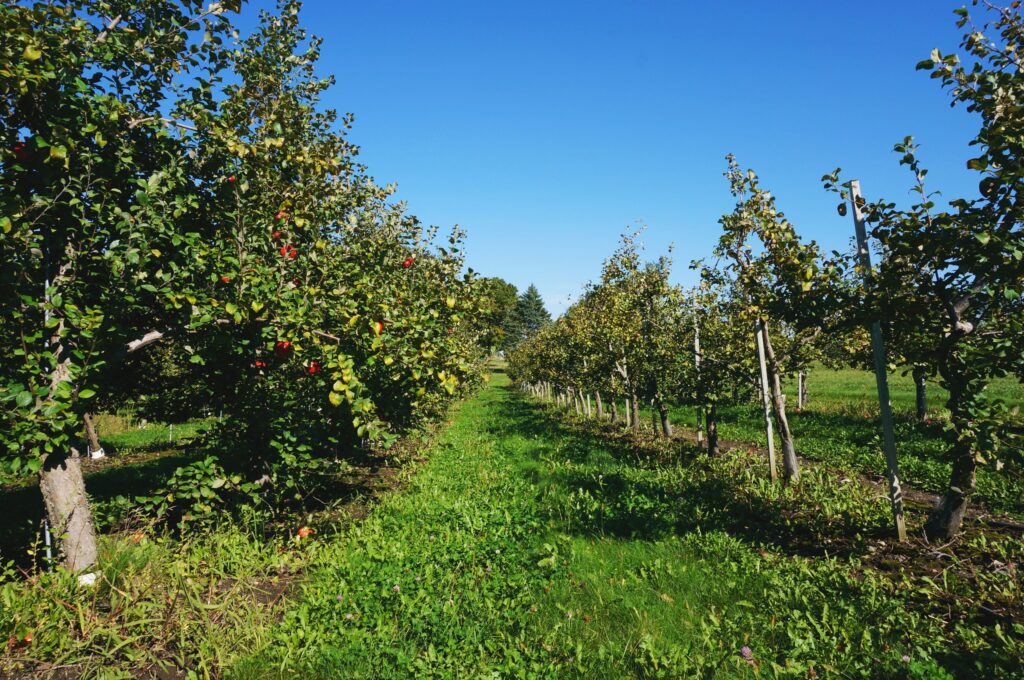 A Visit to the Apple Orchard