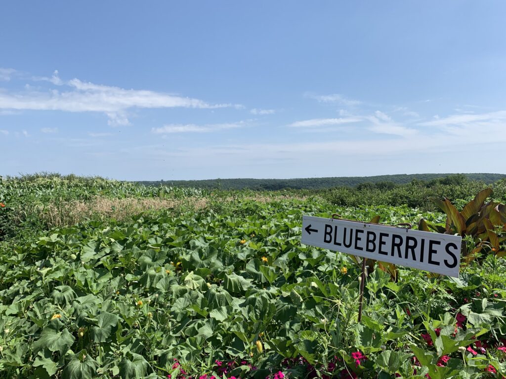 A Trip to the Blueberry Farm